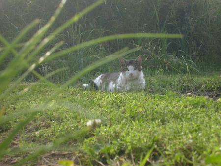 Lucien le félin dans son coin de jardin cherche un nain qui a faim de pain.