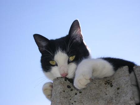 féfé